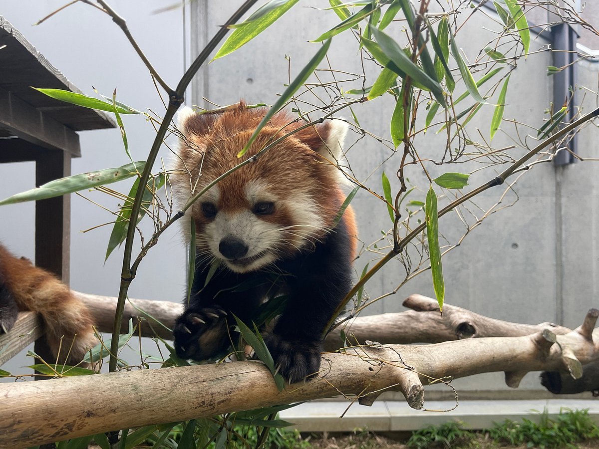 🐘 슈난시 도쿠야마 동물원 이미지 6